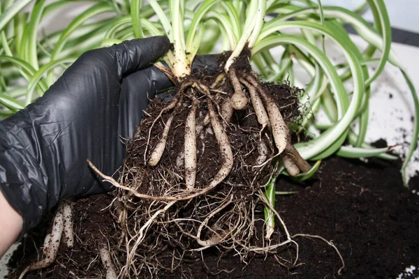 Separação Das Raízes Clorofitum Transplantar Uma Planta Uma Panela Nova Fotos De Bancos De Imagens