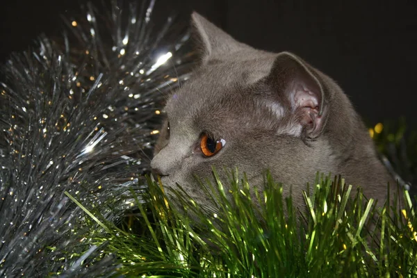 Parlak bir Noel çelengi içindeki gri İngiliz kısa boylu kedi yavrusu. Yeni Yıl 2022.