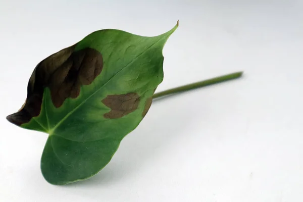 Gübre yanığı olan bir bitki yaprağı. Kesilmiş bir Anthurium yaprağı..