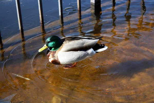 공원의 얼어붙은 연못에 새들이 있습니다 — 스톡 사진
