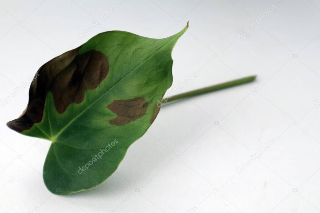 A leaf of a houseplant with a burn from fertilizer. A cut Anthurium leaf.
