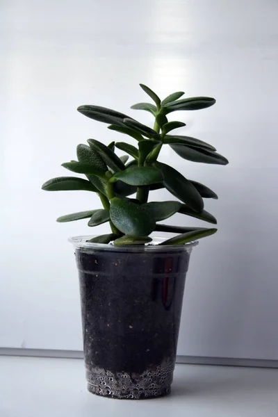 Petit Germe Crassula Dans Verre Arbre Argent Plante Succulente Sur — Photo