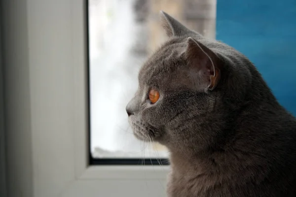窓の後ろにグレーの英国の短剣猫の肖像画 黄色い目 — ストック写真
