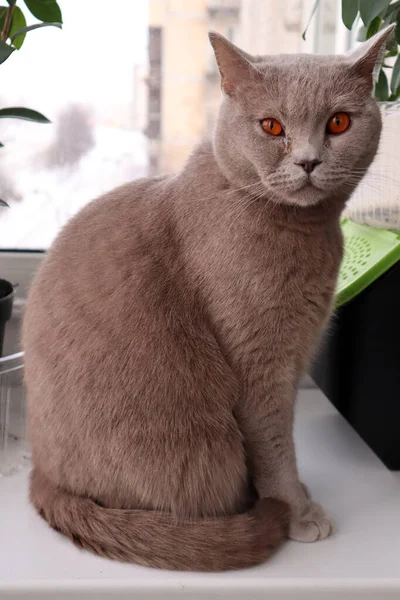 Portrait Gray British Shorthair Cat Yellow Eyes Sore Eye Animal — ストック写真