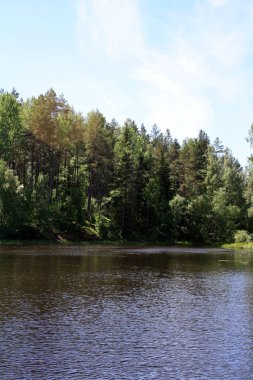 Karelian Isthmus 'un inanılmaz doğası. Karelia Ormanları. Yaz