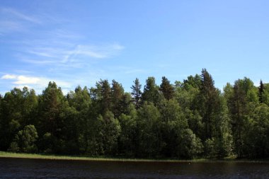 Karelian Isthmus 'un inanılmaz doğası. Karelia Ormanları. Yaz