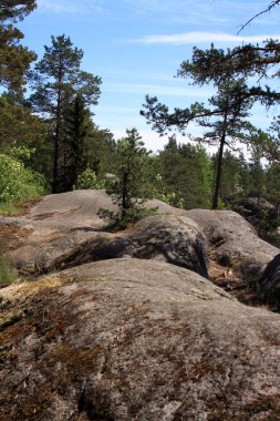 Karelian Isthmus 'un inanılmaz doğası. Karelia Ormanları. Kayadaki çam ağacı