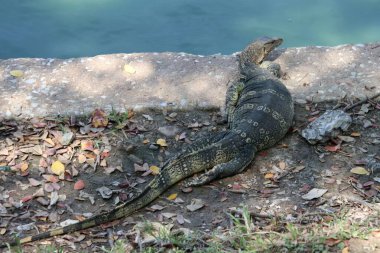 Lumpini Park 'taki kertenkeleyi izleyin. Bangkok 'ta. Tayland.                               