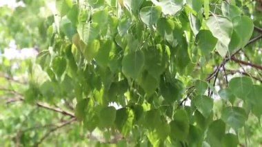 Rüzgar bodhi yapraklarına eser. Buda Gautama, Bodhi ağacının altında meditasyon yapar ve aydınlanır..