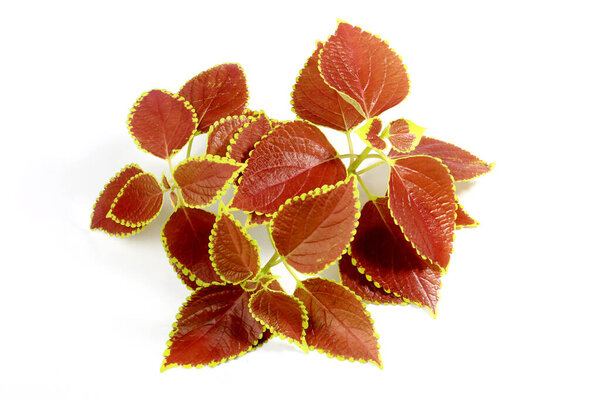 Clean Coleus or Painted Nettles leaves in hand. Plectranthus scutellarioides, or Miana leaves or Coleus Scutellarioides, Coleus Blumei is herbs, species of flowering plant in the family of Lamiaceae.