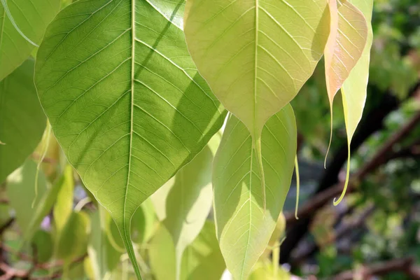 Young Soft Pink Bodhi Tree Leaves Growing Spring Time Vesak — Stock Photo, Image