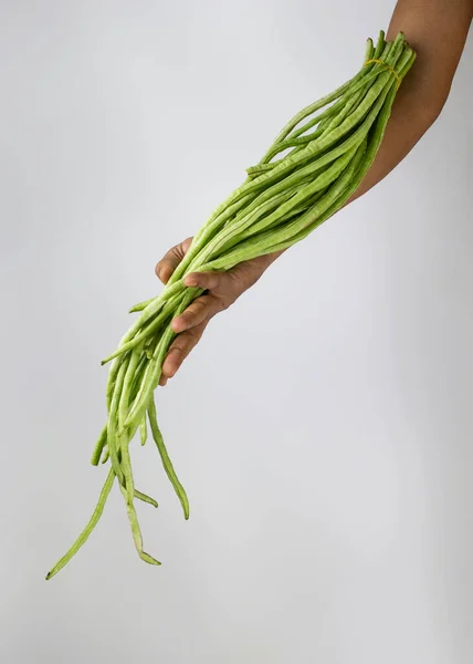 Verse Tuinbonen Chinese Langbonen Vigna Unguiculata Subsp Sesquipedalis Bij Hand — Stockfoto