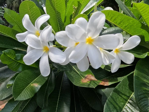 集中から白と黄色の花を木やフランジパニ熱帯の花に咲かせます 柔らかな陽射しが咲くエキゾチックな花を咲かせます — ストック写真