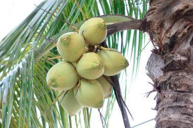 ağaç, Hindistan cevizi hindistan cevizi ağacı kümesinde hakkında taze hindistan cevizi