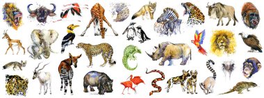 Gerçekçi Afrikalı hayvanlar suluboya koleksiyonu beyaza izole edilmiş. Vahşi doğa. Vahşi yaşam. tropikal fauna. 
