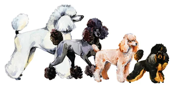 Pudel Ras Hund Samling Akvarell Illustration Stockfoto