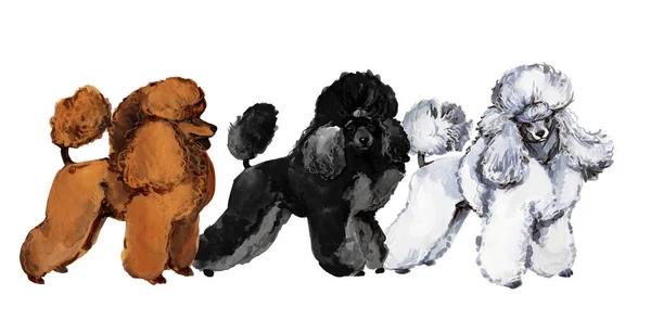 Poodle Raza Perro Colección Acuarela Ilustración Imágenes de stock libres de derechos