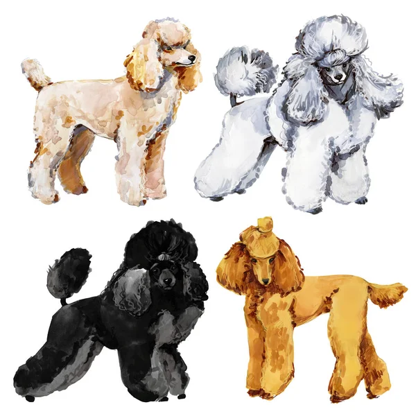 Poodle Razza Cane Collezione Acquerello Illustrazione Fotografia Stock