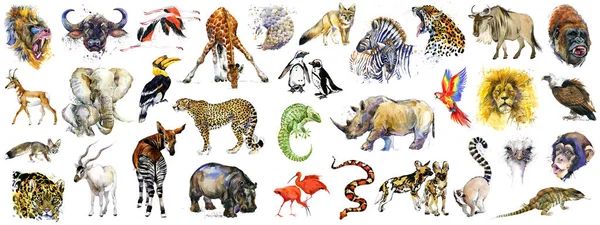Realistická Africká Zvířata Akvarel Kolekce Izolované Bílém Divoká Příroda Volně Royalty Free Stock Fotografie