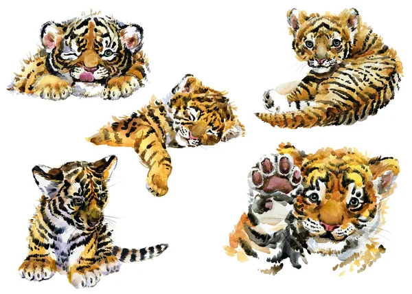 Tigre Filhote Aquarela Mão Desenhada Ilustração Fotografias De Stock Royalty-Free