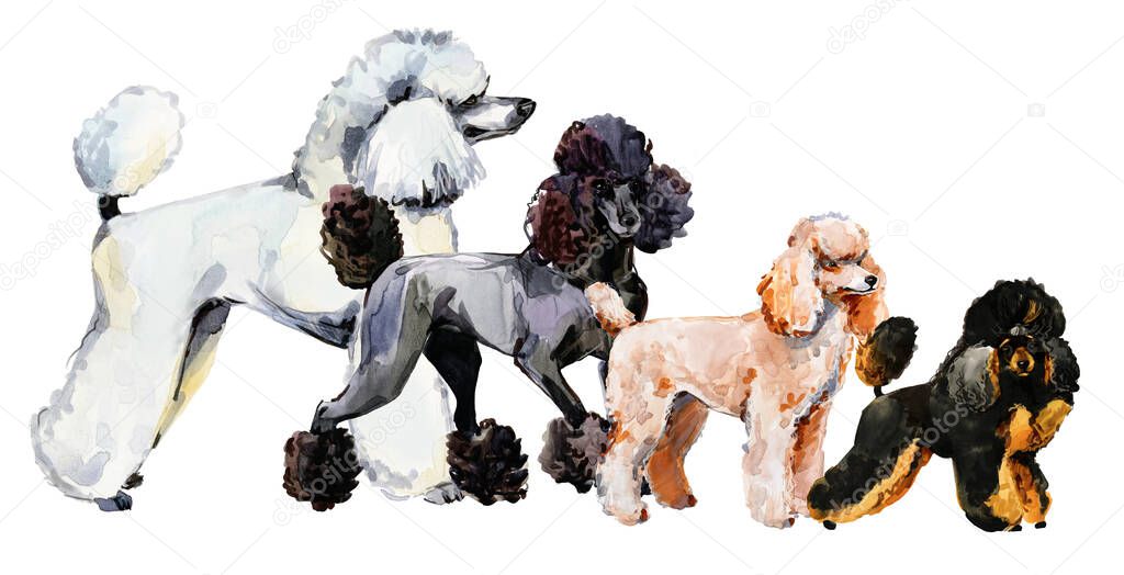Poodle breed of dog collection watercolor illustration