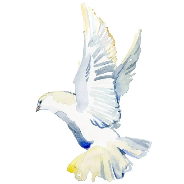 Flygande Vit Duva Akvarell Illustration Vit Duva Isolerad Vit Stockfoto