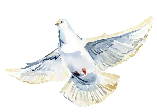Vliegende Witte Duif Aquarel Illustratie Witte Duif Geïsoleerd Wit Stockafbeelding