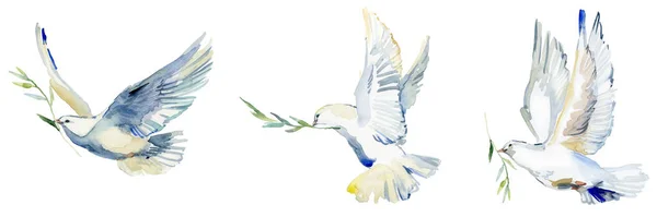 空飛ぶ白い鳩水彩イラスト 白い鳩が孤立し ストック写真
