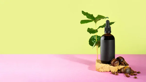 Αιθέριο έλαιο κάστανου και κόκκων καφέ. Οργανικό προϊόν για καλλυντικά. Υγιές δέρμα, μαλλιά, περιποίηση προσώπου και σώματος. SPA και αυτοφροντίδα ευεξίας έννοια. καφέ δέντρο φυτό σε ένα πράσινο ροζ φόντο. — Φωτογραφία Αρχείου