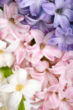 Pembe, gül kuvarsı, beyaz, mor, menekşe çiçeği konsepti. Sümbül çiçeği kompozisyonu. İlkbahar yaz kompozisyonu hariç. Düz, dikey.