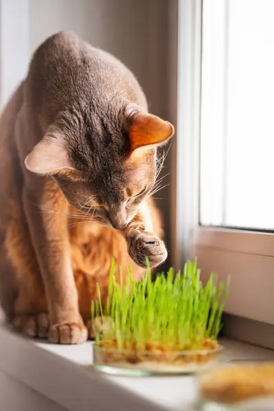Cute Abyssinian cat eats grass for the stomach health of pets on the windowsill. Conceptual photo of pet care and healthy diet for domestic cats. Charming adult Abyssinian blue cat