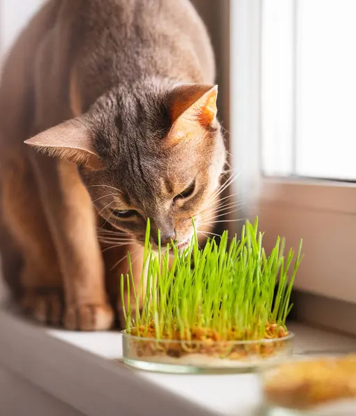 Cute Abyssinian blue cat eats grass for the stomach health of pets on the windowsill. Conceptual photo of pet care and healthy diet for domestic cats. Charming adult Abyssinian blue and beige cat.
