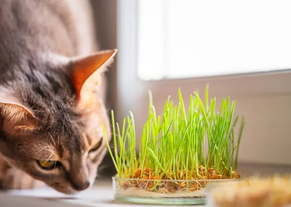 The Abyssinian cat sniffs something on the windowsill next to grass for the stomach health of pets. Conceptual photo of pet care and healthy diet for domestic cats. Cute adult Abyssinian blue cat.