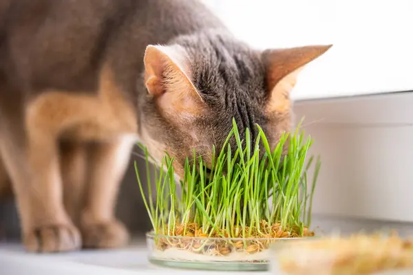 Cute Abyssinian blue and beige cat eats grass for the stomach health of pets on the windowsill. Conceptual photo of pet care and healthy food for domestic cats. Funny adult abyssinian blue cat.