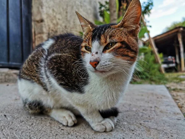 Katze Auf Der Straße — Stockfoto