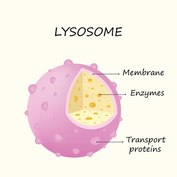 Anatomie Van Het Lysosoom Hydrolytische Enzymen Membraan Transport Proteïnen Vector — Stockvector