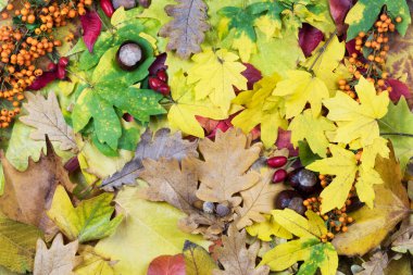 Orman zemininde renkli yapraklarla sonbahar kompozisyonunun en üst görüntüsü