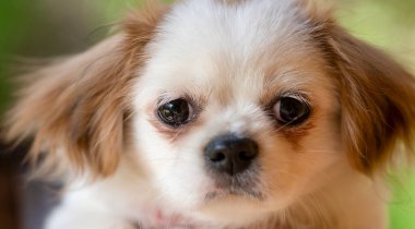 Küçük şirin bir Pekin köpeği portresi.