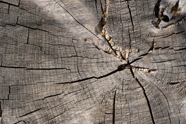Верхня Поверхня Зрізаного Пенька Берези Старий Фон Текстури Дерева — стокове фото