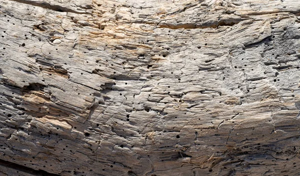 Eski çam ağacı gövdesi dokusu