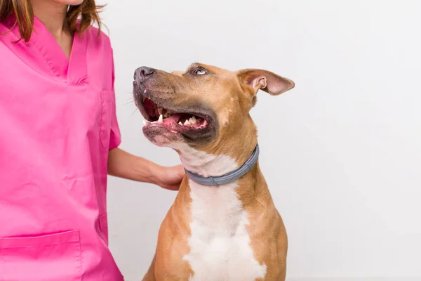 Giovane Donna Carina Adulta Concetto Veterinario — Foto Stock