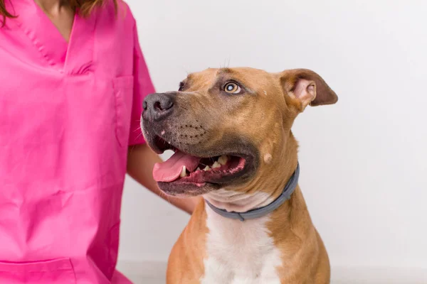 Giovane Donna Carina Adulta Concetto Veterinario — Foto Stock