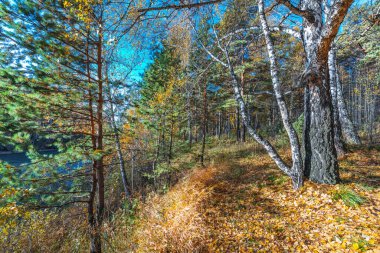 Sonbahar manzarası. Novosibirsk bölgesi, Batı Sibirya