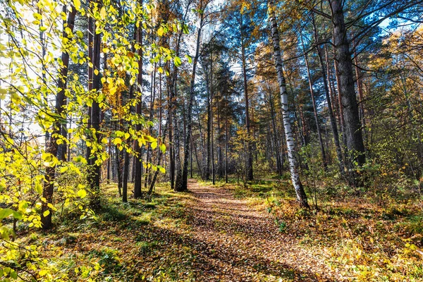 Podzimní Krajina Novosibirská Oblast Západní Sibiř — Stock fotografie