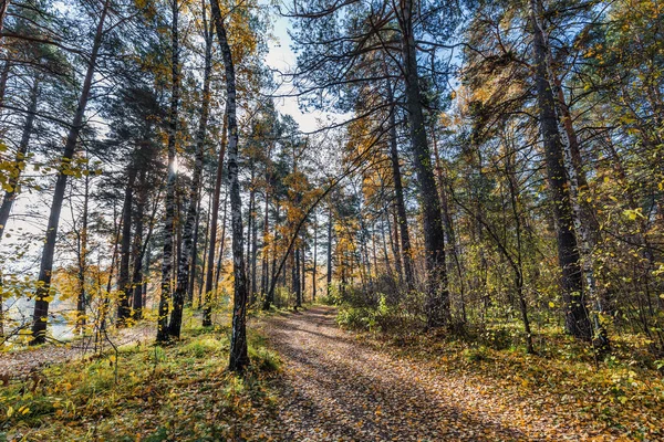 Paisaje Otoño Novosibirsk Siberia Occidental — Foto de Stock