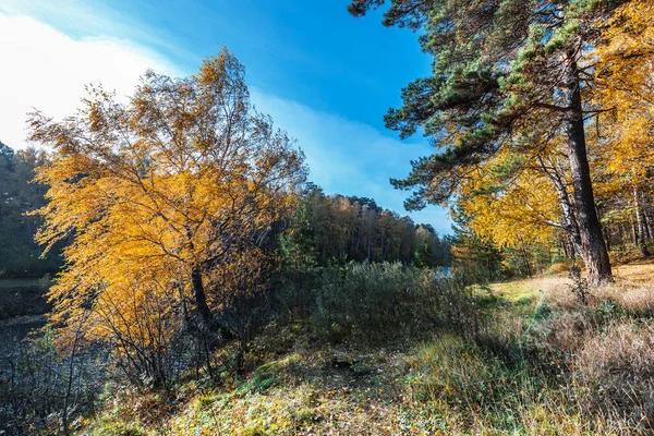 Paisaje Otoño Novosibirsk Siberia Occidental — Foto de Stock