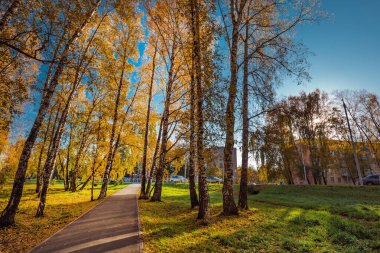 Sonbahar huş ağacı koruluğundan geçen yaya yolu. Berdsk, Novosibirsk bölgesi, Rusya 'nın Batı Sibirya' sı