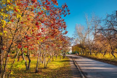 Sonbaharda şehir sokaklarında dağ külleri. Berdsk, Novosibirsk bölgesi, Rusya 'nın Batı Sibirya' sı