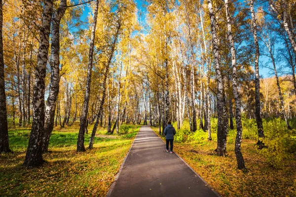 Geteerter Fußweg Durch Den Herbstlichen Birkenhain Berdsk Gebiet Nowosibirsk Westsibirien — Stockfoto