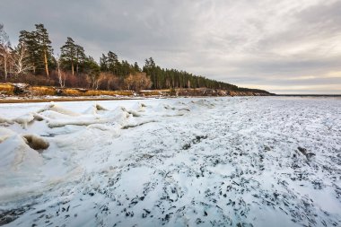 Ob Nehri 'nde buzul çağının başlangıcı. Kıyı kenarında çam ormanı olan kar ve buz hummokları. Berdsk, Novosibirsk bölgesi, Batı Sibirya, Kasım